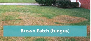 Brown-patch-fungus-Orlando_Slider1-01