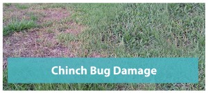 Chinch-bug-damage-Orlando_Slider-01