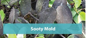Sooty-Mold-Orlando_Slider3-01