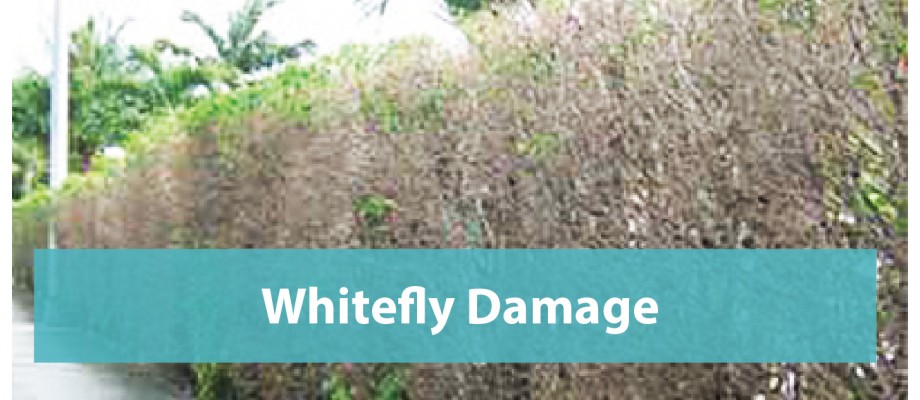Whitefly Damage