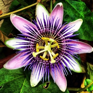  passion flower "Passiflora"