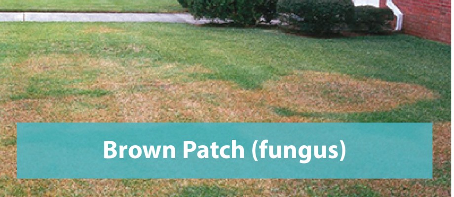 Brown Patch (Fungus)