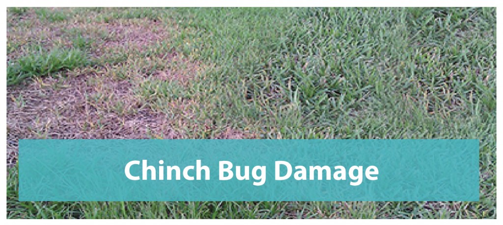 Chinch Bug Damage - Florida's Eden Inc.