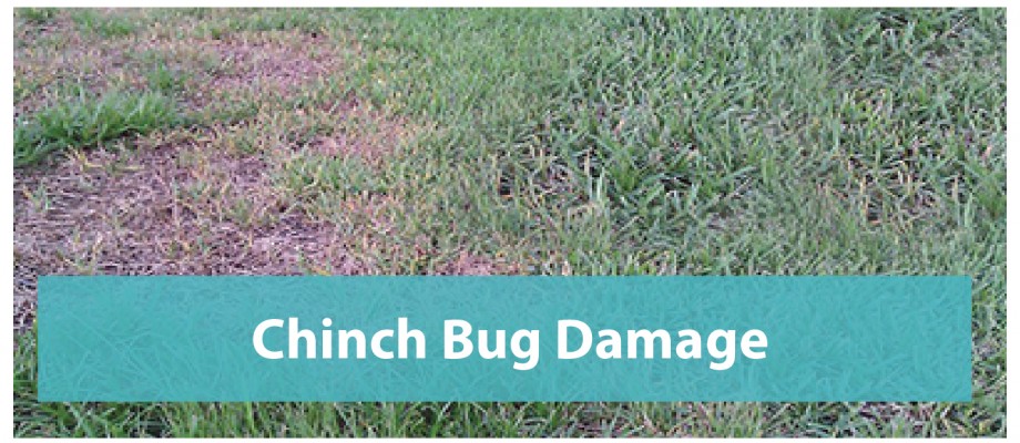 Chinch Bug Damage