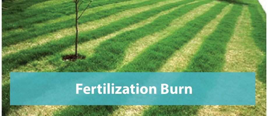 Fertilization-burn-repair
